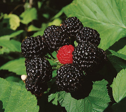 Roberta's 2-Piece Cumberland Black Raspberry Co llection
