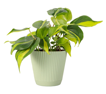Thorsen's Greenhouse Live 4" Brazil Philodendron in Ruffle Pot
