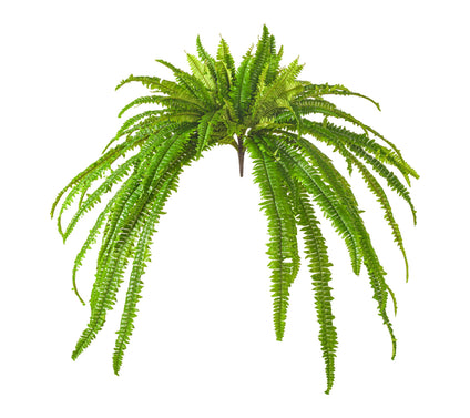 Vickerman 50" Green Boston Fern UV