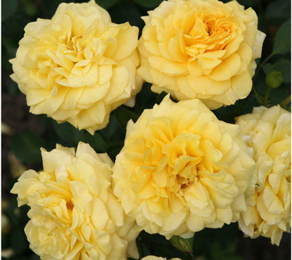 Roberta's 1-Piece Heat Tolerant Sunbelt Rose Live Plant