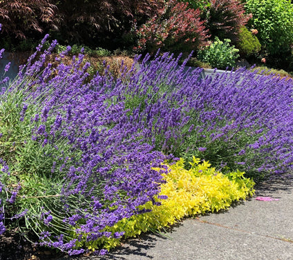 Roberta's 4-Piece Sensational Lavender Live Plants