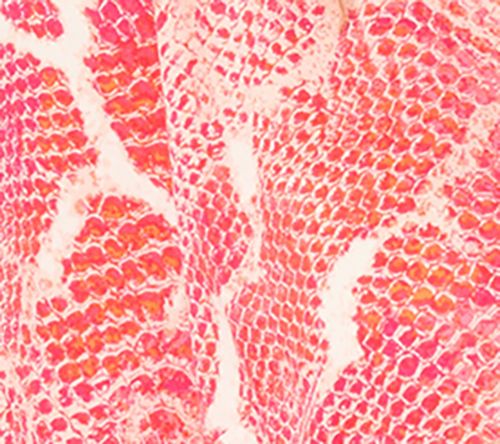 Brandis Dress Out Loud Printed Short Sleeve Camp Shirt — View 2