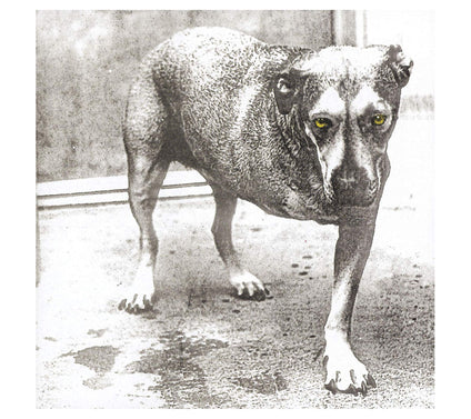 Alice In Chains - Vinyl