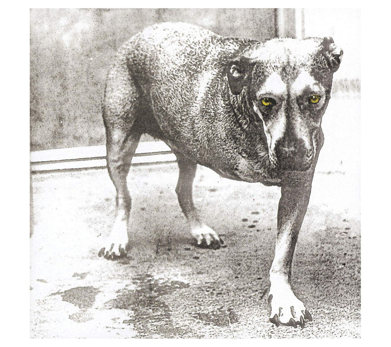 Alice In Chains - Vinyl — Main view