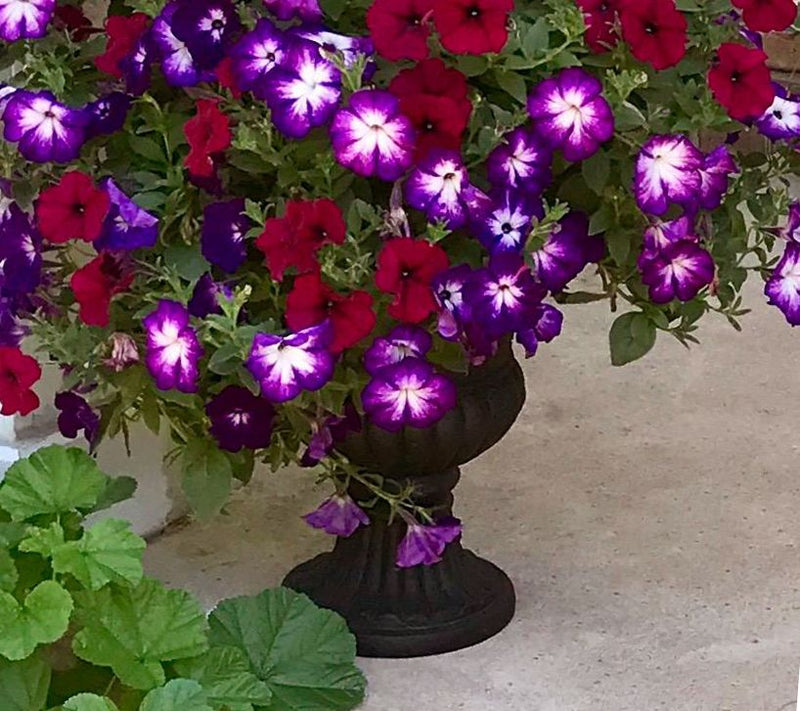 Indoor/Outdoor Decorative Footed Urn by Valerie — View 11