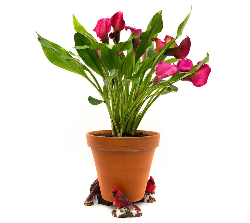 Potty Feet Full Color Red Cardinal Bird (Set of3) — View 8