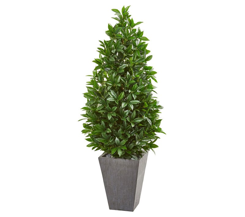 57in.  Bay Leaf Cone Topiary in Planter (IndoorOutdoor) — Main view