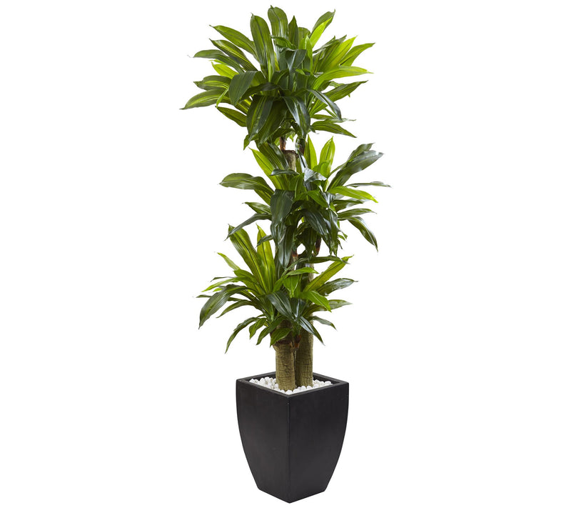 5.5' Corn Stalk Dracaena with Black Wash Planter — View 3
