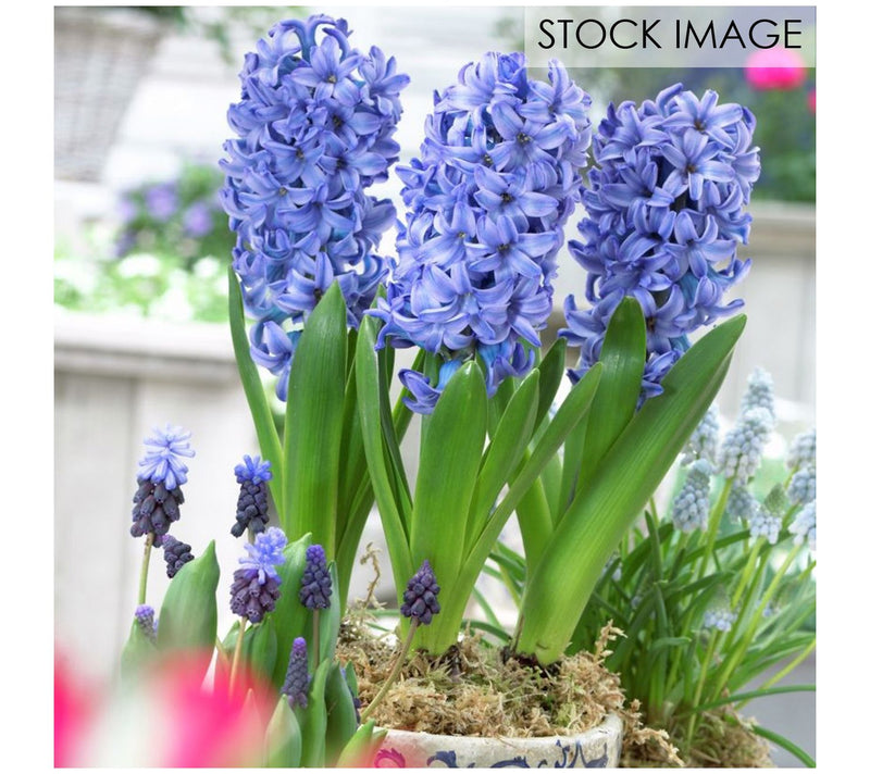 Van Zyverden PrePared Hyacinths For Indoor Forcing Blue 5ct — Main view