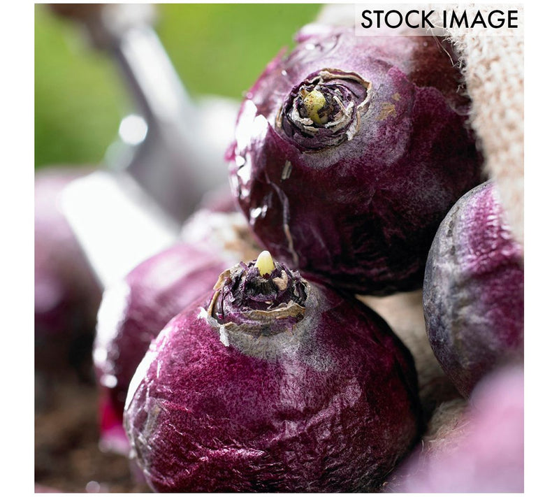 Van Zyverden PrePared Hyacinths For Indoor Forcing Blue 5ct — View 5