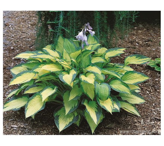 Roberta's 3-Piece Medium Sized Hosta Collection — View 7
