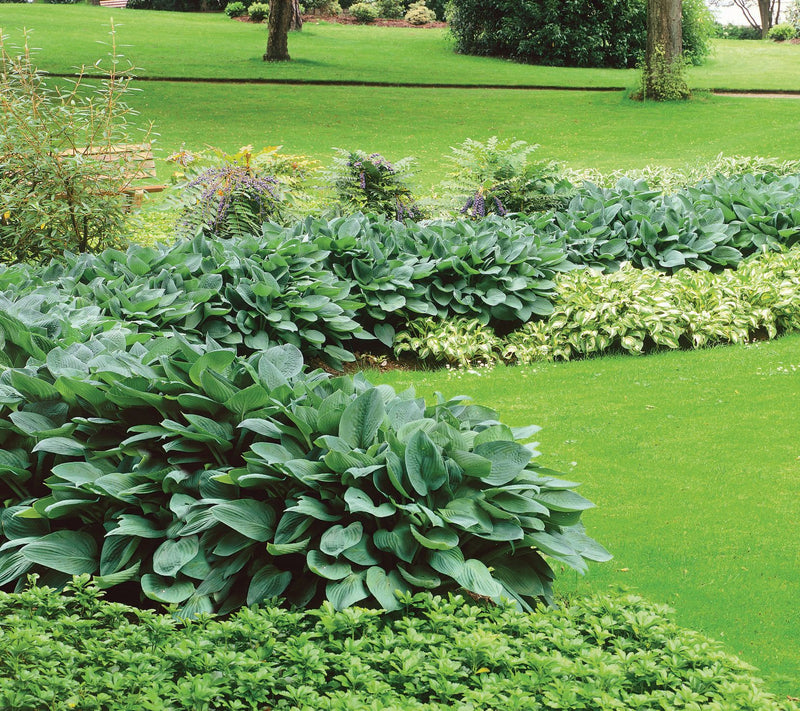 Roberta's 3-Piece Medium Sized Hosta Collection — View 2