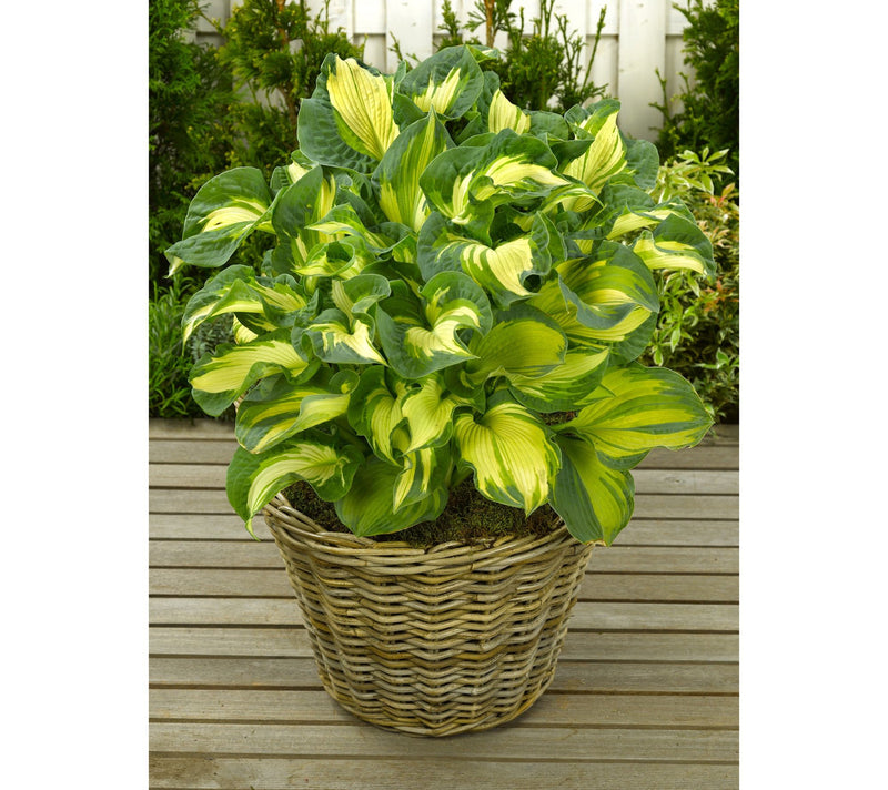 Roberta's 3-Piece Medium Sized Hosta Collection — Main view
