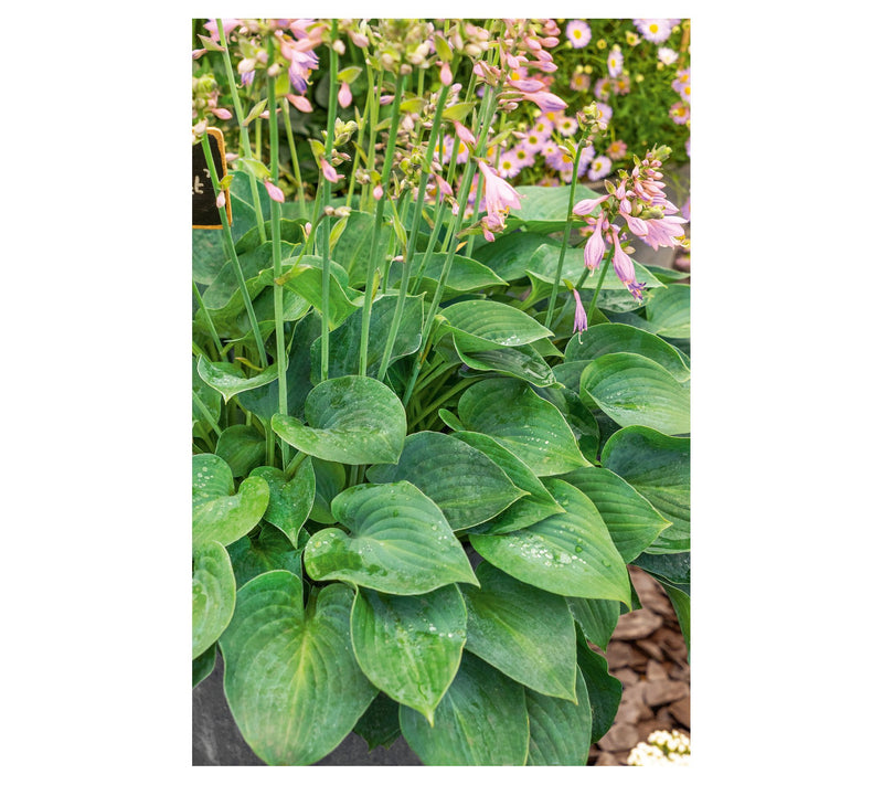 Roberta's 3-Piece Medium Sized Hosta Collection — View 3