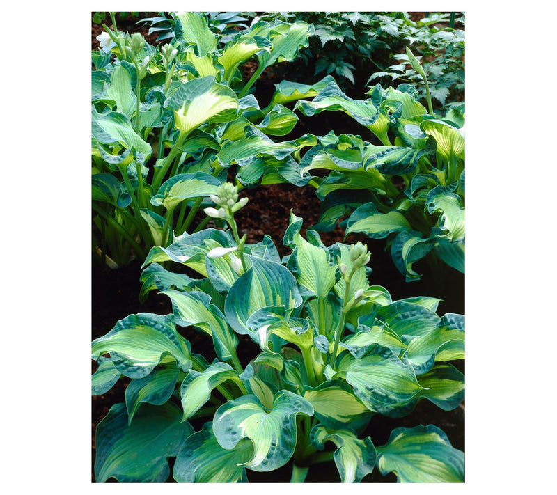 Roberta's 3-Piece Medium Sized Hosta Collection — View 8