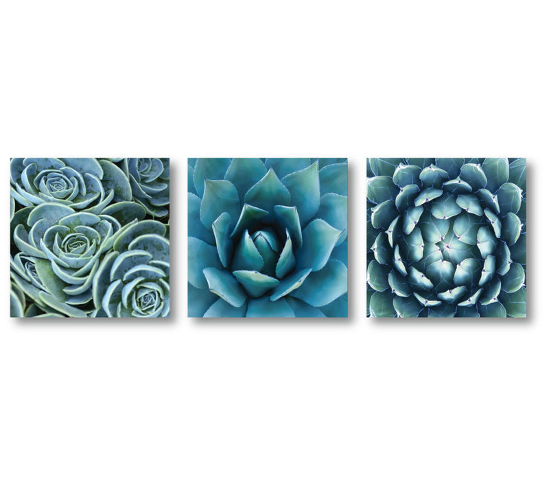 Courtside Market Succulent 3-Piece Canvas Set — Main view
