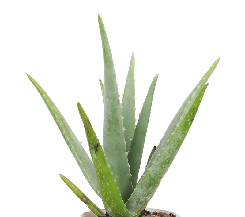 Thorsen's Greenhouse Live 6" Aloe Vera Plant inClassic Pot — View 5