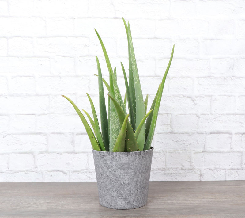 Thorsen's Greenhouse Live 6" Aloe Vera Plant inClassic Pot — View 4