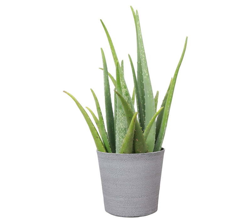 Thorsen's Greenhouse Live 6" Aloe Vera Plant inClassic Pot — View 3