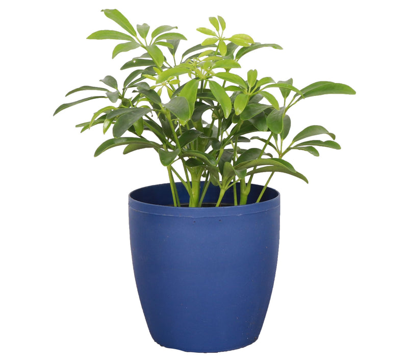 Thorsen's Greenhouse Live 4" Arboricola Plant in Classic Pot — View 3
