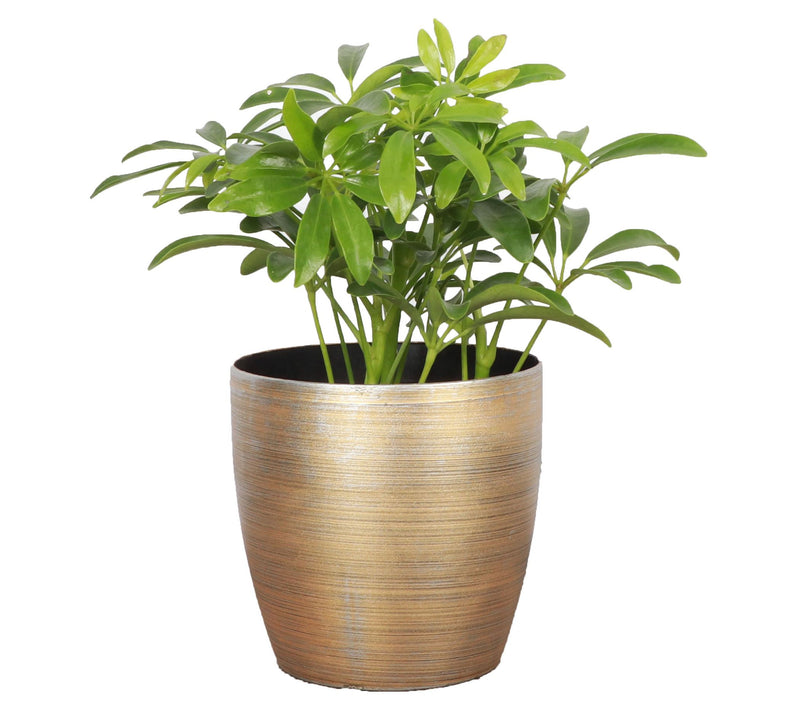 Thorsen's Greenhouse Live 4" Arboricola Plant in Classic Pot — View 7