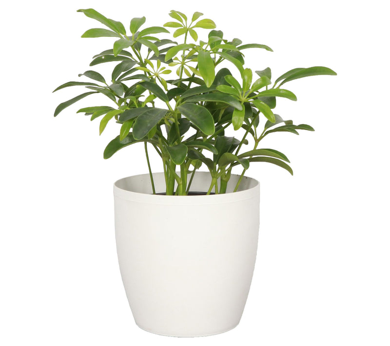 Thorsen's Greenhouse Live 4" Arboricola Plant in Classic Pot — View 11