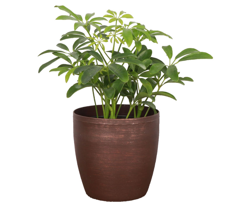 Thorsen's Greenhouse Live 4" Arboricola Plant in Classic Pot — View 5