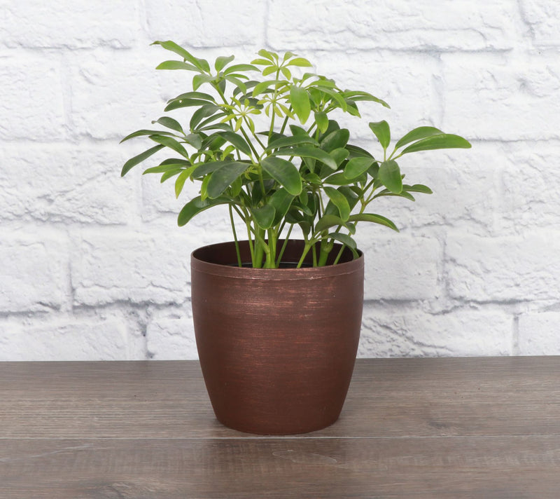 Thorsen's Greenhouse Live 4" Arboricola Plant in Classic Pot — View 12