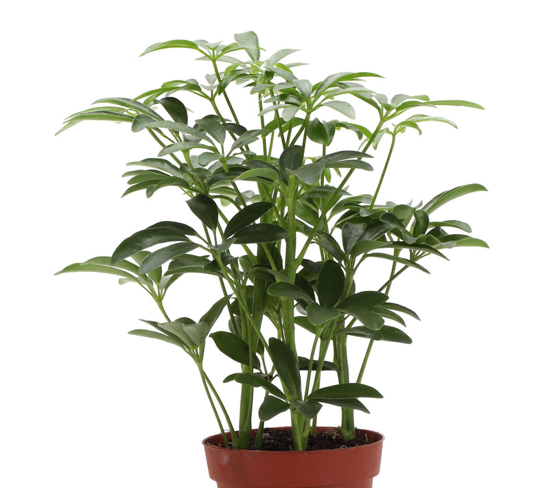 Thorsen's Greenhouse Live 4" Arboricola Plant in Classic Pot — View 13