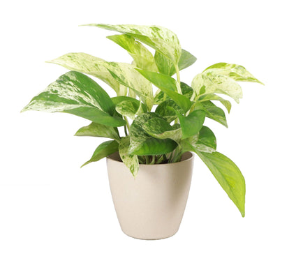Thorsen's Greenhouse 4" Marble Queen Pothos, Biodegradable Pot