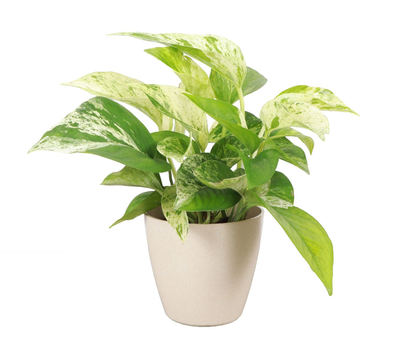 Thorsen's Greenhouse 4" Marble Queen Pothos, Biodegradable Pot — View 3