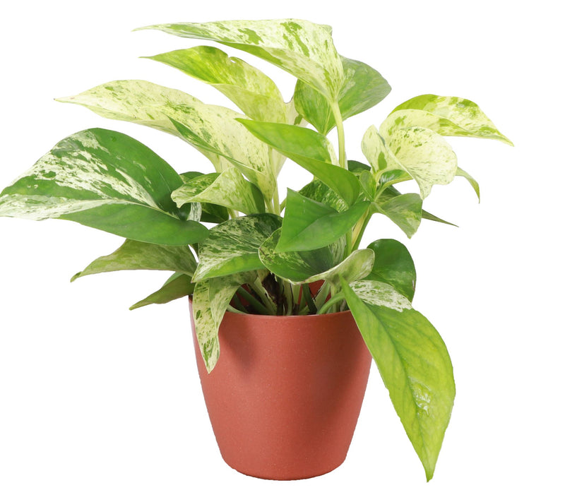 Thorsen's Greenhouse 4" Marble Queen Pothos, Biodegradable Pot — View 5
