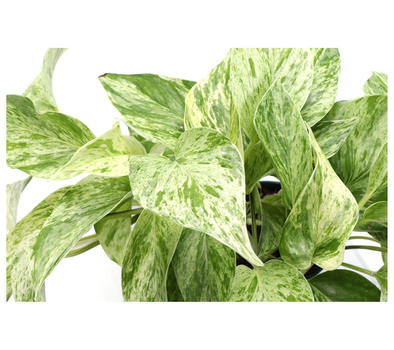 Thorsen's Greenhouse 4" Marble Queen Pothos, Biodegradable Pot — View 7
