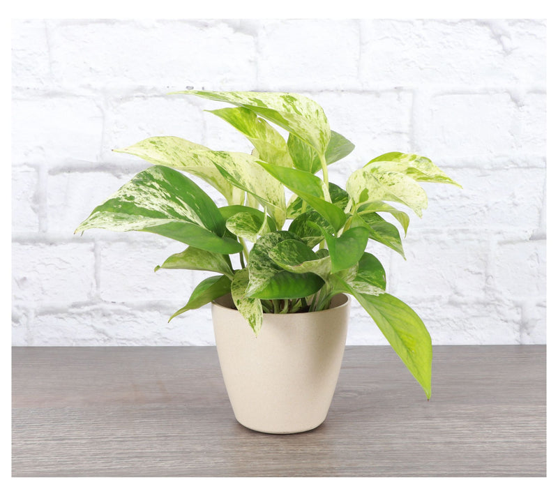 Thorsen's Greenhouse 4" Marble Queen Pothos, Biodegradable Pot — View 6