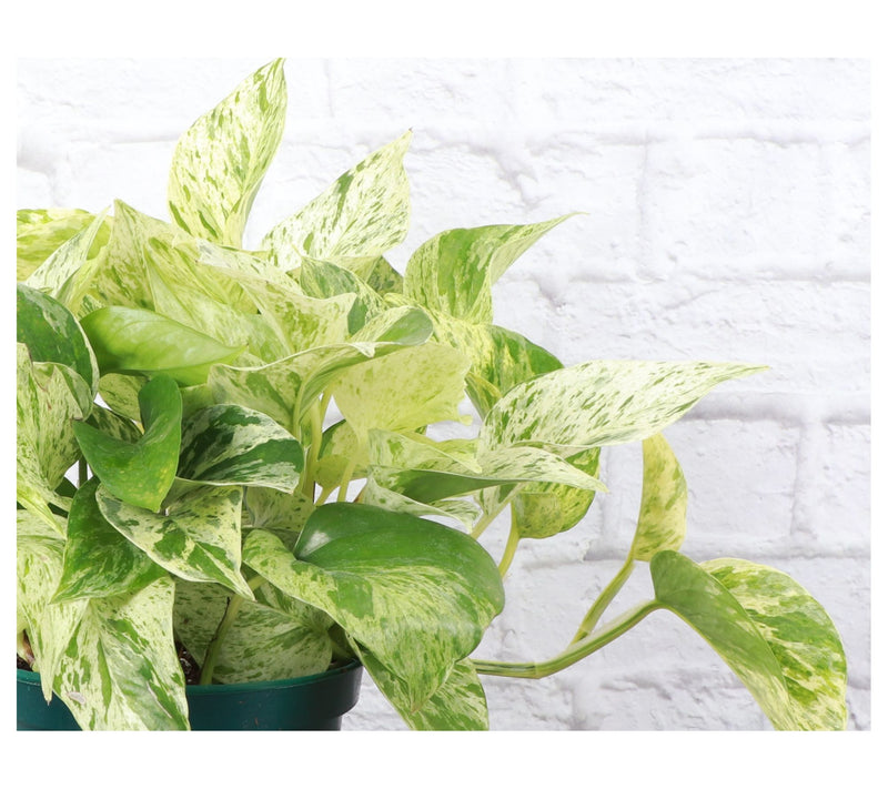 Thorsen's Greenhouse 6" Marble Queen Pothos inClassic Pot — View 3