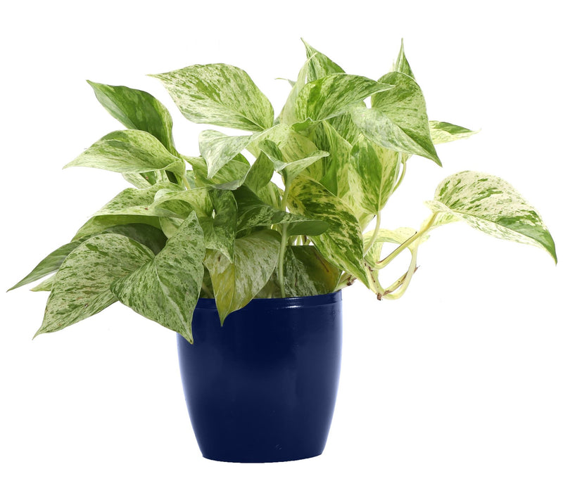 Thorsen's Green house 4" Marble Queen Pothos i n Classic Pot — Main view