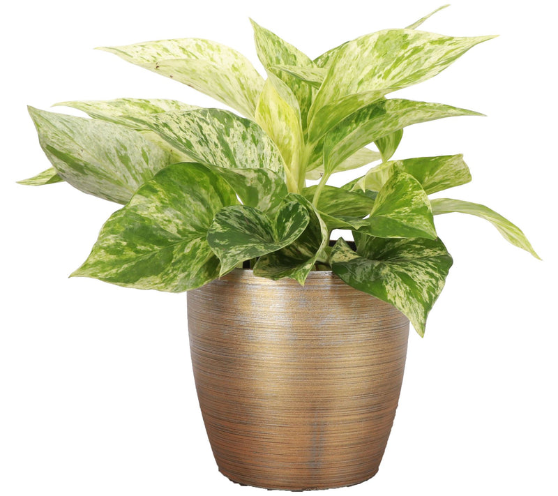 Thorsen's Green house 4" Marble Queen Pothos i n Classic Pot — View 7