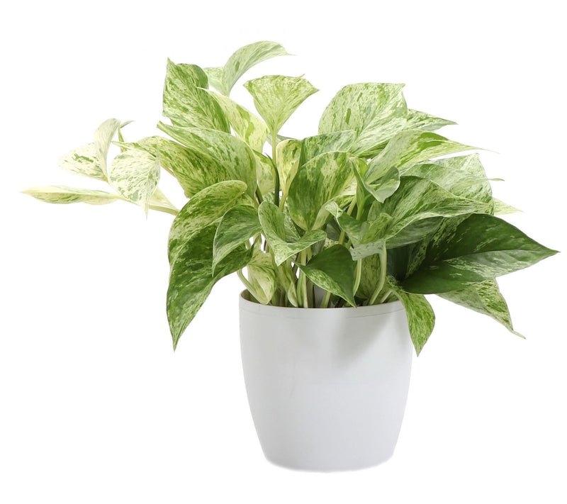 Thorsen's Green house 4" Marble Queen Pothos i n Classic Pot — View 11