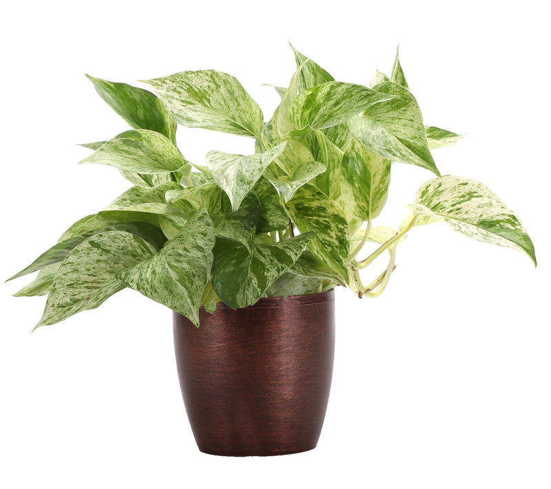 Thorsen's Green house 4" Marble Queen Pothos i n Classic Pot — View 5