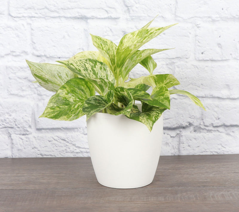 Thorsen's Green house 4" Marble Queen Pothos i n Classic Pot — View 12