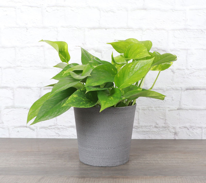 Thorsen's Greenhouse Live 6" Golden Pothos in Classic Pot — View 4