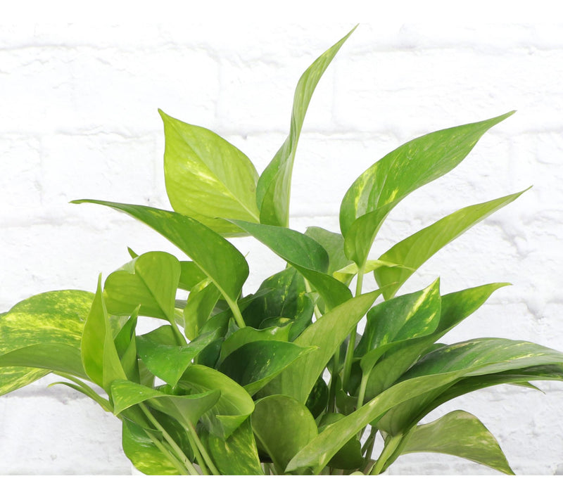 Thorsen's Greenhouse Live 6" Golden Pothos in Classic Pot — View 5