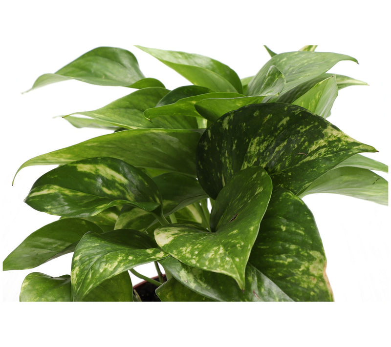 Thorsen's Greenhouse 4" Golden Pothos in Biodegradable Pot — View 8