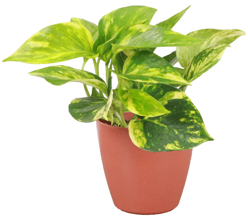Thorsen's Greenhouse 4" Golden Pothos in Biodegradable Pot — View 5