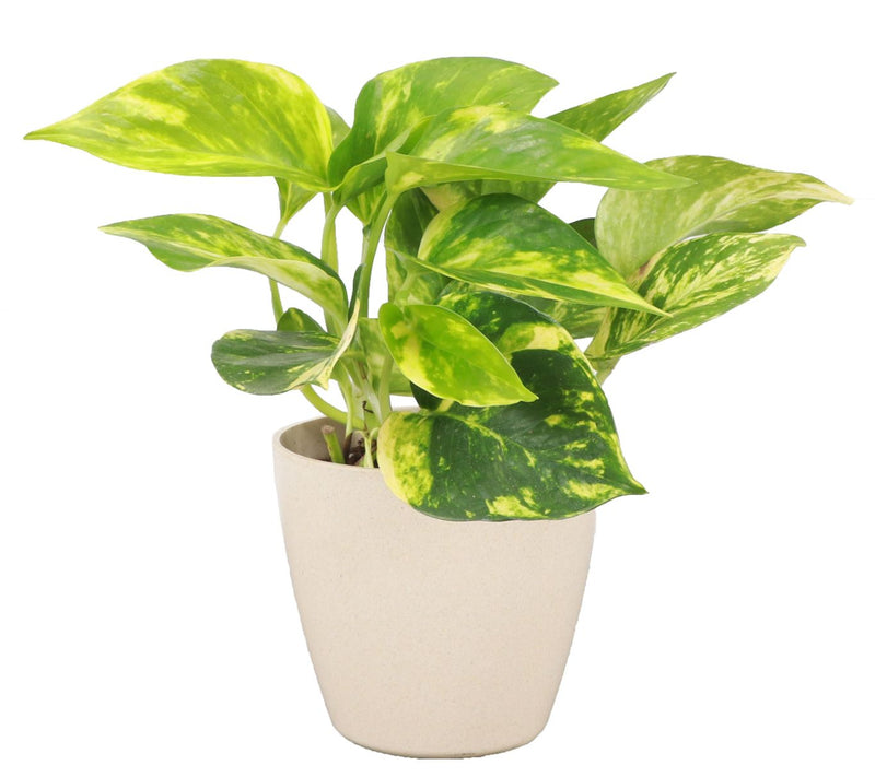 Thorsen's Greenhouse 4" Golden Pothos in Biodegradable Pot — Main view