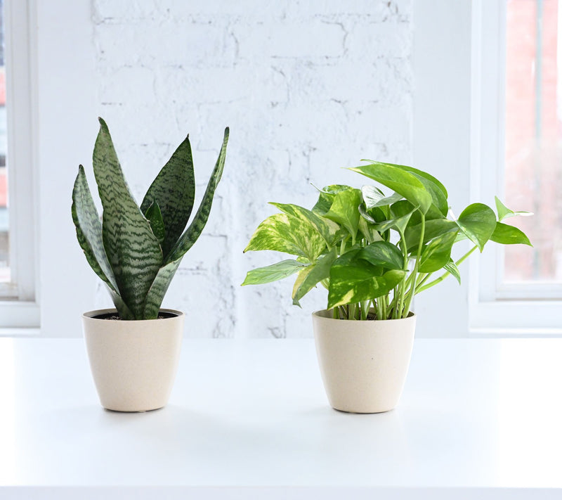Thorsen's Greenhouse 4" Golden Pothos in Biodegradable Pot — View 7