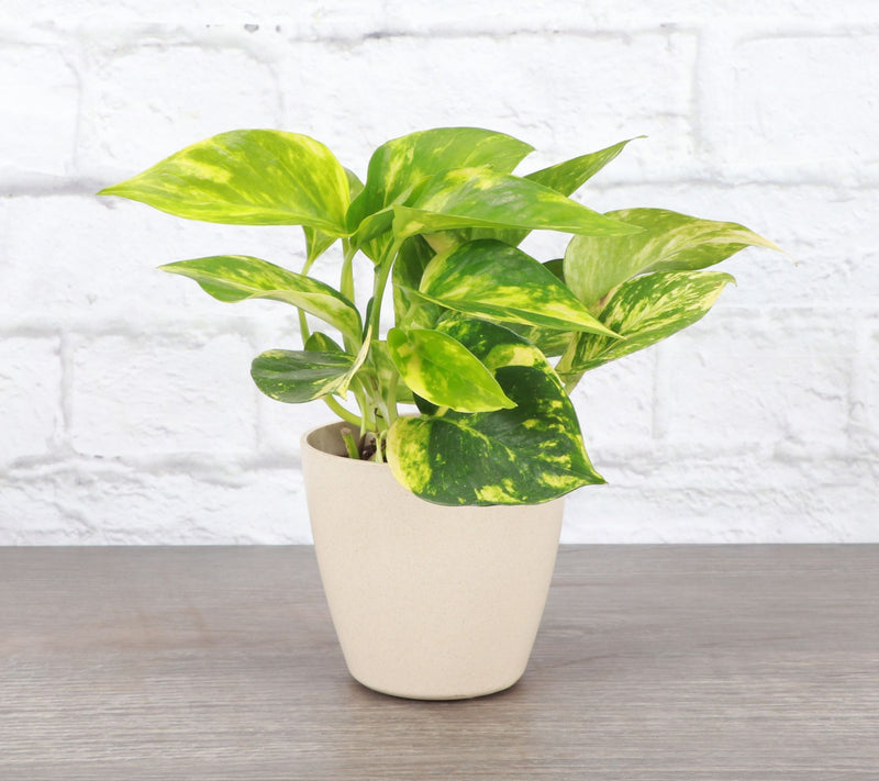 Thorsen's Greenhouse 4" Golden Pothos in Biodegradable Pot — View 6