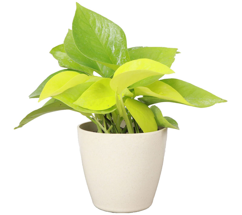 Thorsen's Greenhouse Live 4" Neon Pothos in Biodegradable Pot — Main view