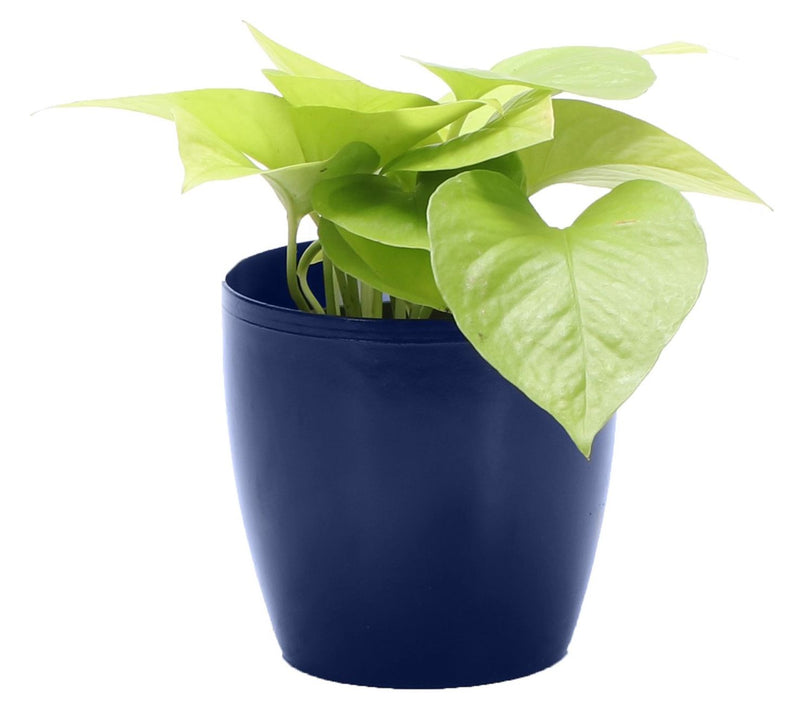 Thorsen's Greenhouse Live 4" Neon Pothos in Classic Pot — Main view