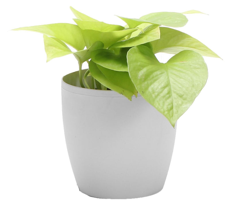 Thorsen's Greenhouse Live 4" Neon Pothos in Classic Pot — View 11